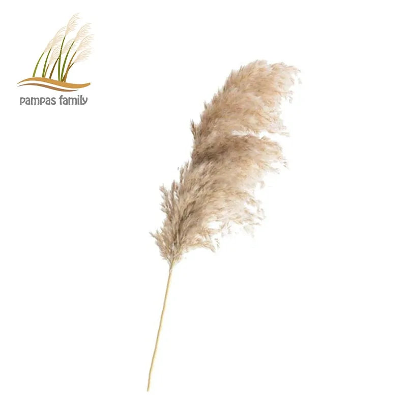 Dried Pampas Grass Home Decor Plant