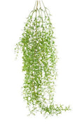 Smilax Greenbrier Vine